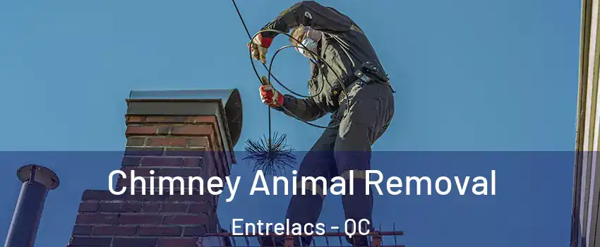  Chimney Animal Removal Entrelacs - QC