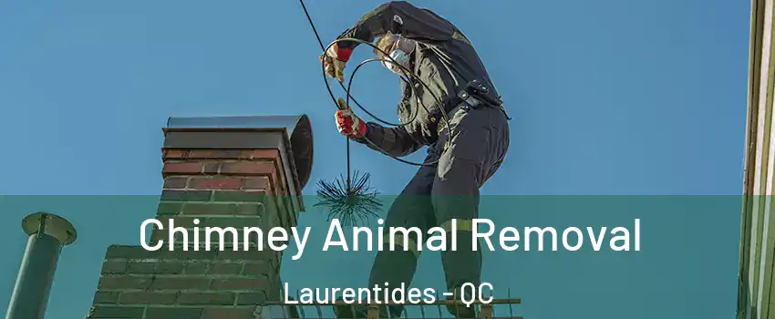  Chimney Animal Removal Laurentides - QC