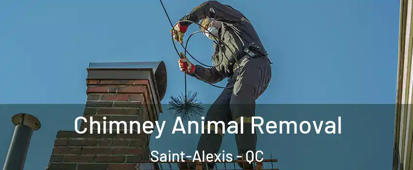  Chimney Animal Removal Saint-Alexis - QC