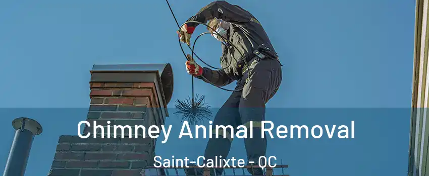  Chimney Animal Removal Saint-Calixte - QC