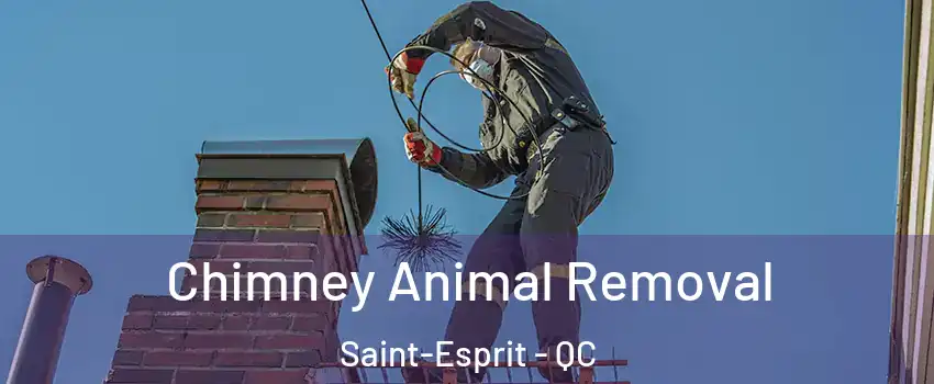  Chimney Animal Removal Saint-Esprit - QC