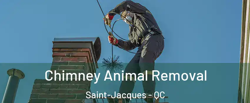  Chimney Animal Removal Saint-Jacques - QC