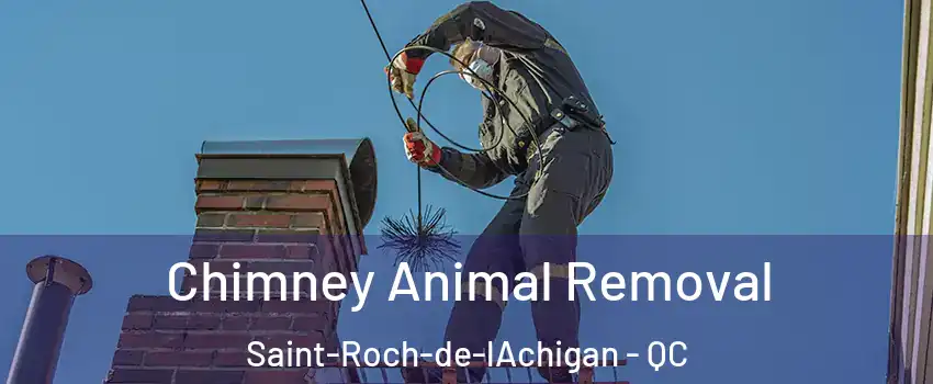  Chimney Animal Removal Saint-Roch-de-lAchigan - QC